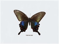 藏品(翠鳳蝶(蘭嶼亞種))的圖片